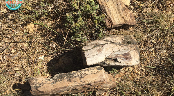 Beypazarı’nda 23 milyonluk fosil ağaç tespit edildi