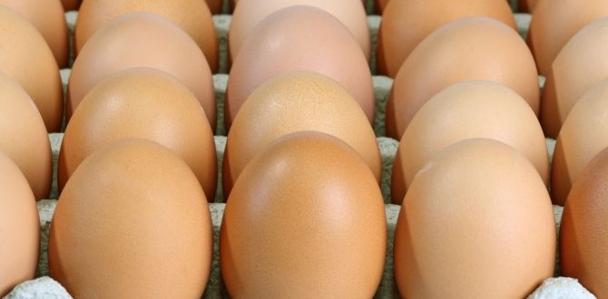 Yumurta sadece insanlar için değil, gezegenimiz için de sağlıklı